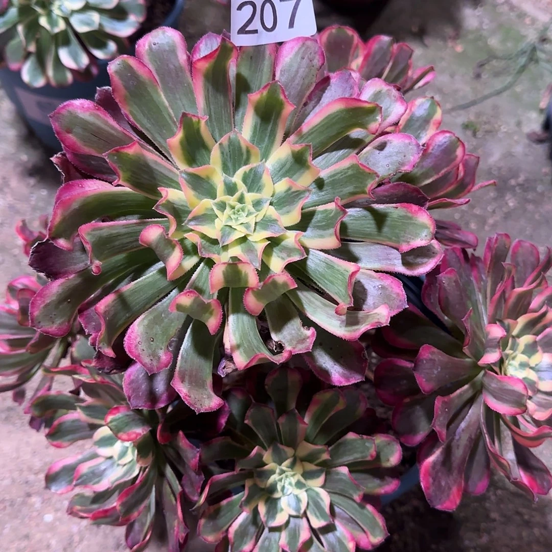 多肉植物法师波斯207