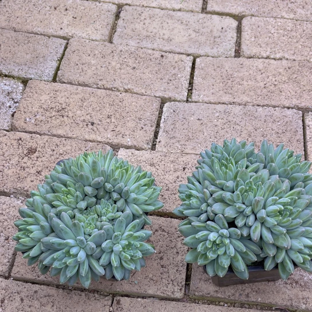 风***人雨花石1111111111