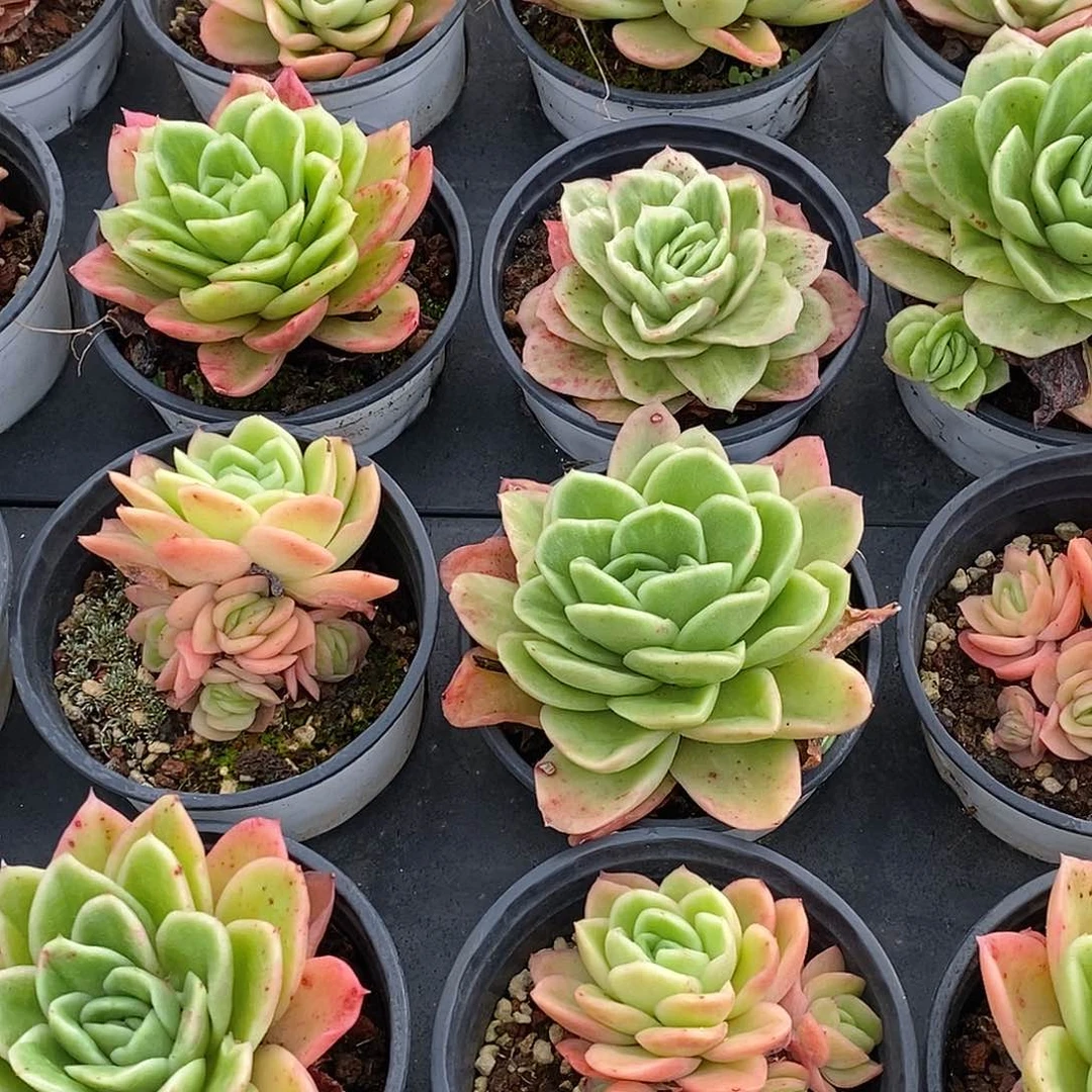 金汇园艺，134冰玫瑰锦混发