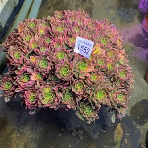 甜茶多肉植物1552