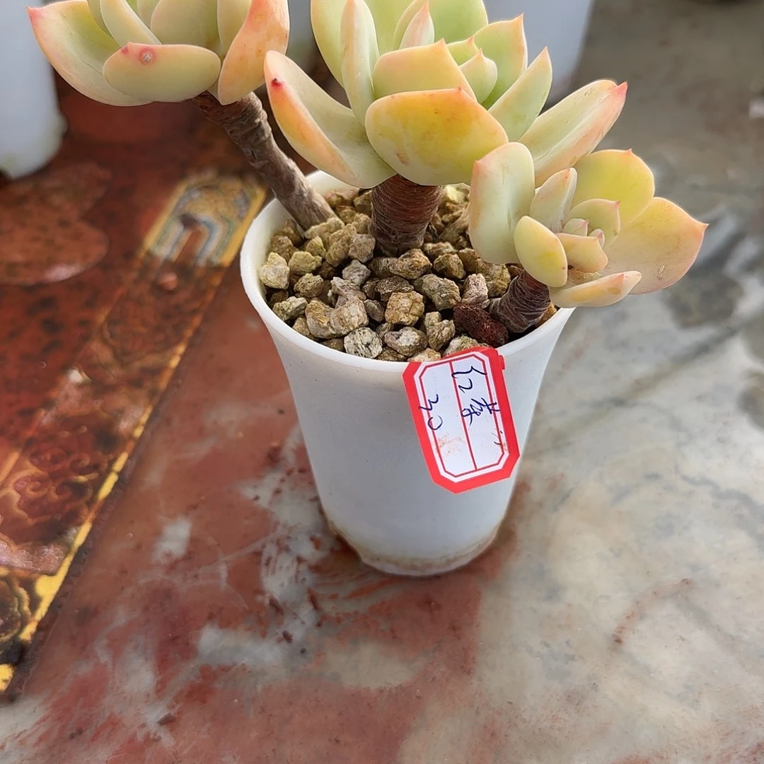 红***8白凤多肉植物一颗