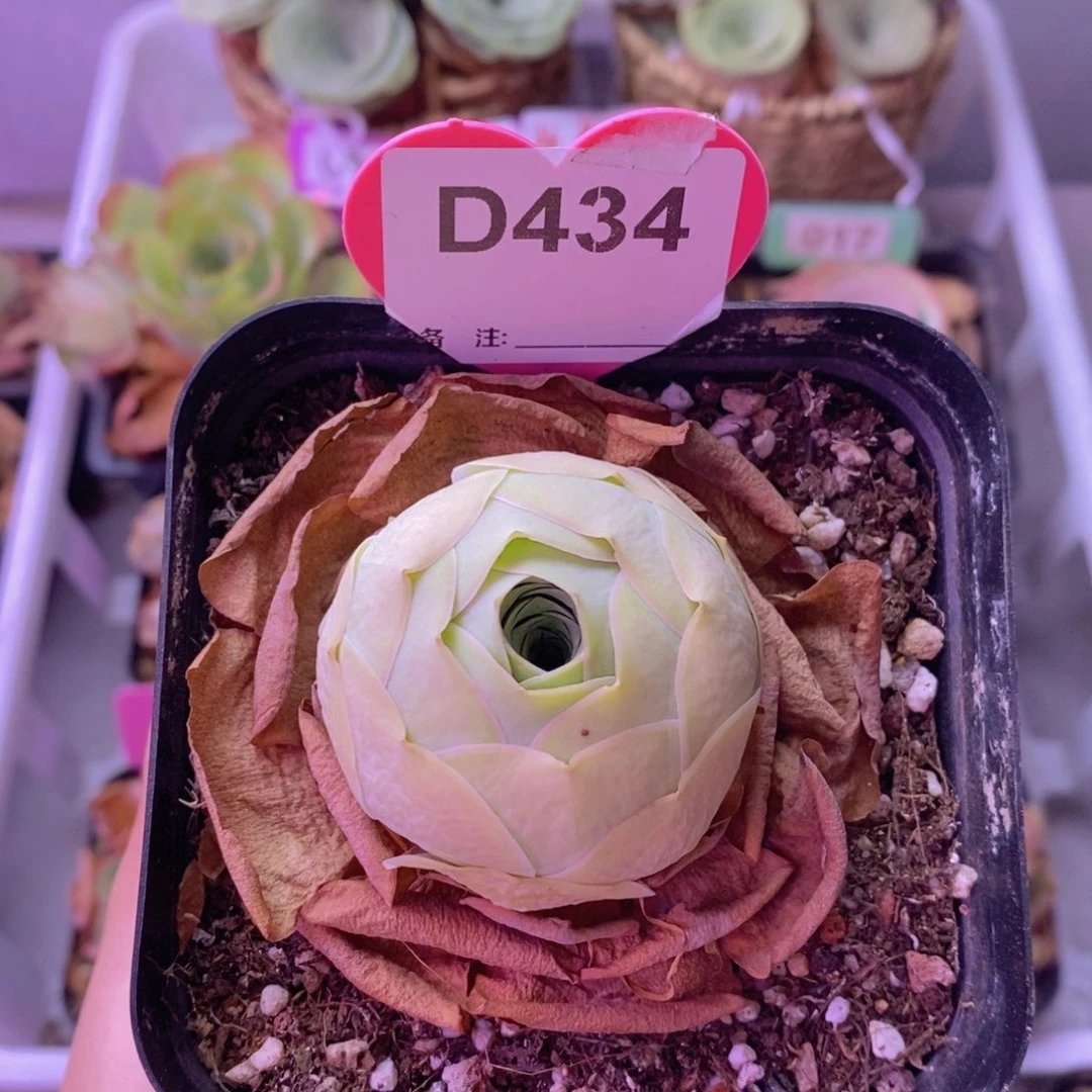 爱晚晴玫瑰D434 裸根发不议价！