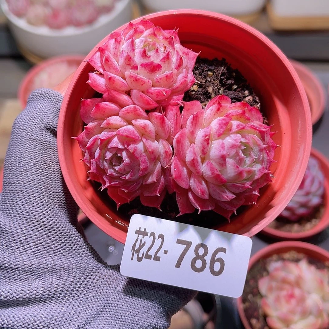 花22-786朱砂痣三头