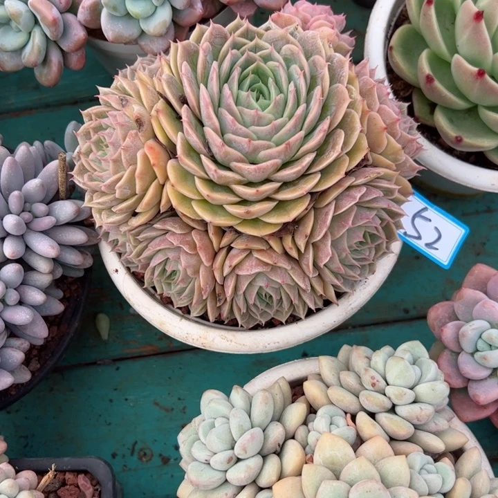 完全开放52昂斯诺平平安安健健康康