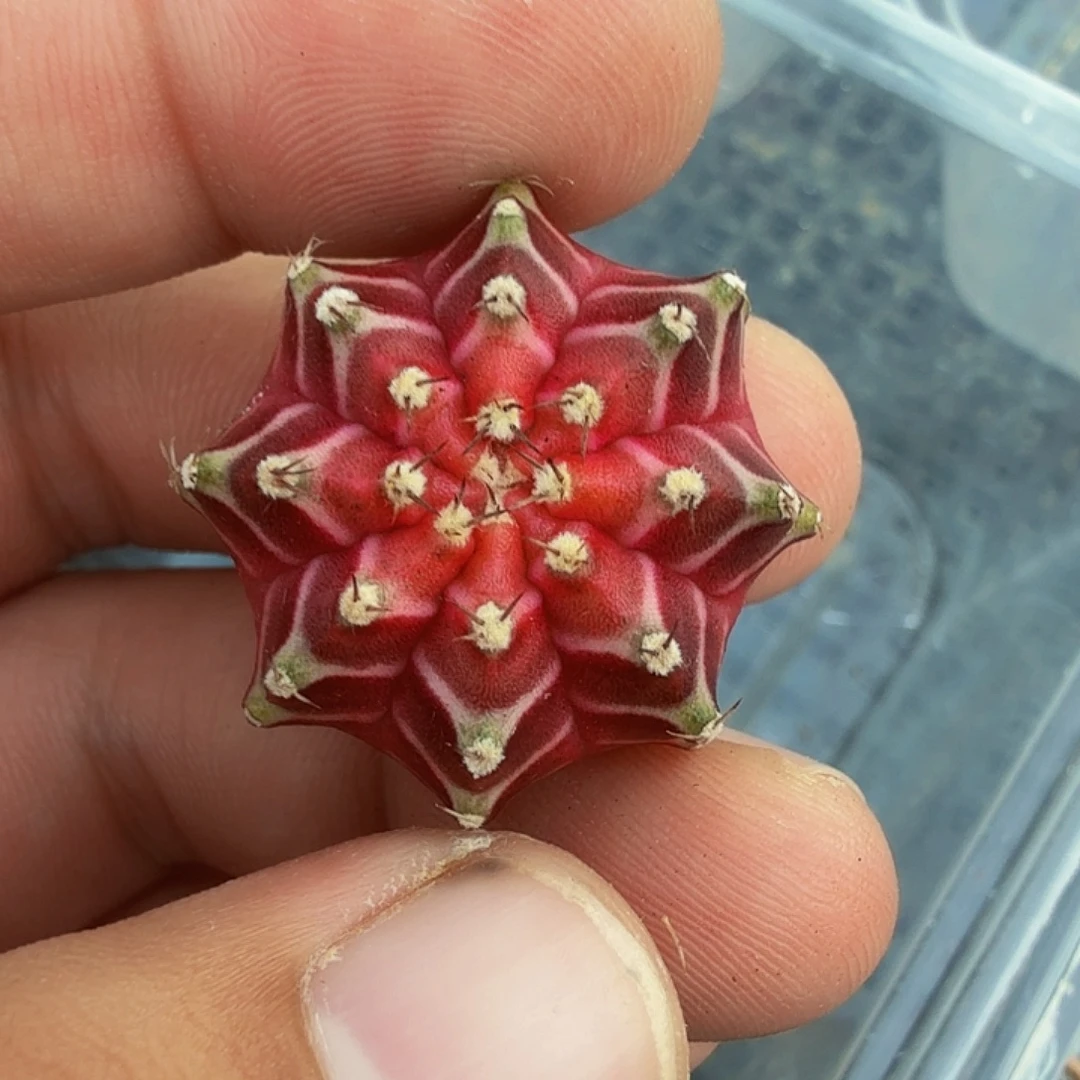 当前无花朵，栽培后可花朵