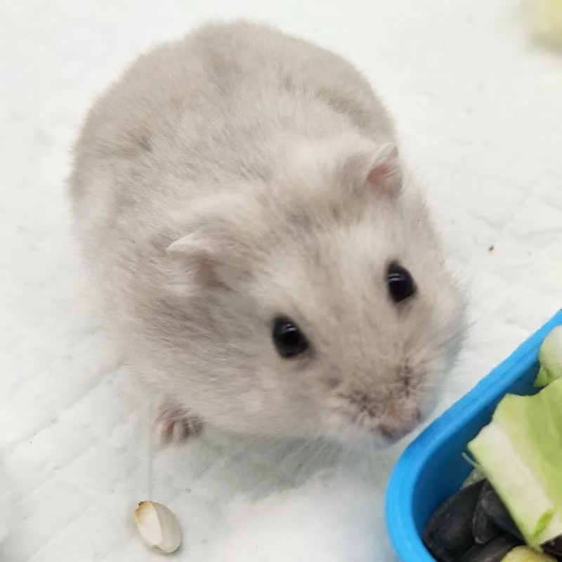 仓鼠奶茶活体家养包邮包活当天发货小宠物仓鼠活宠物