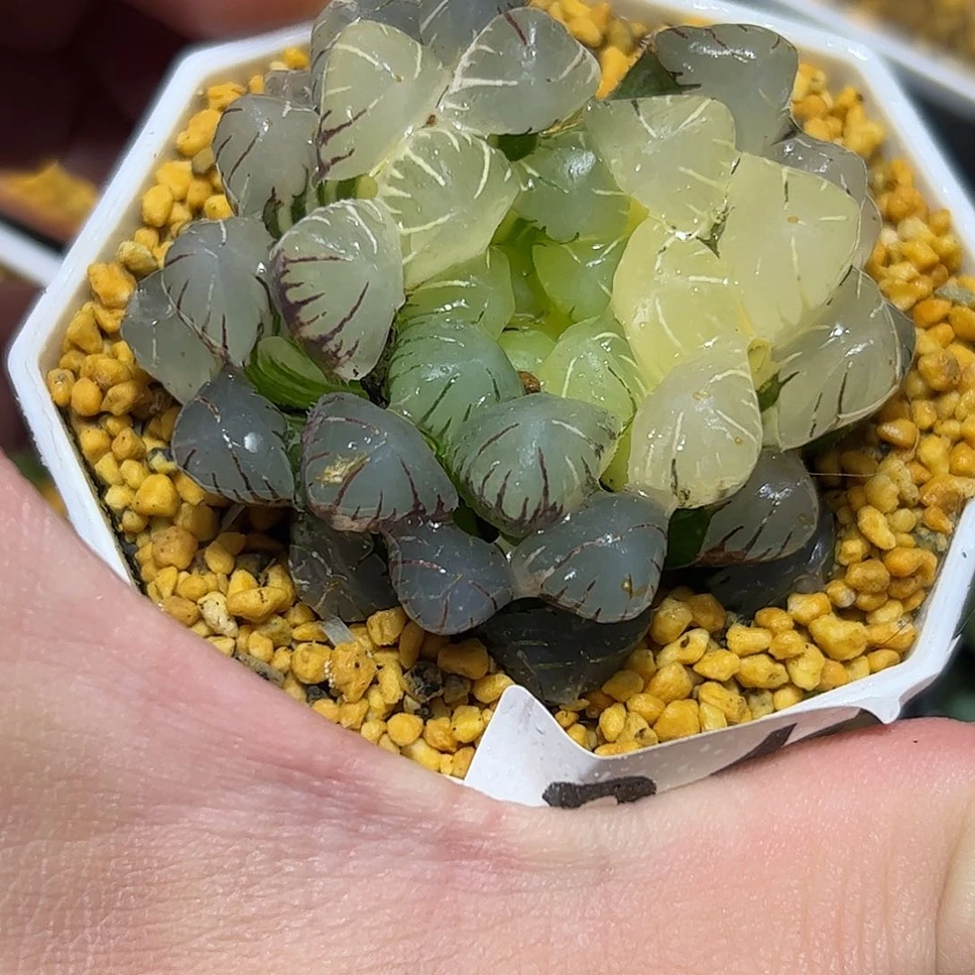 潘灯锦十二卷多肉植物