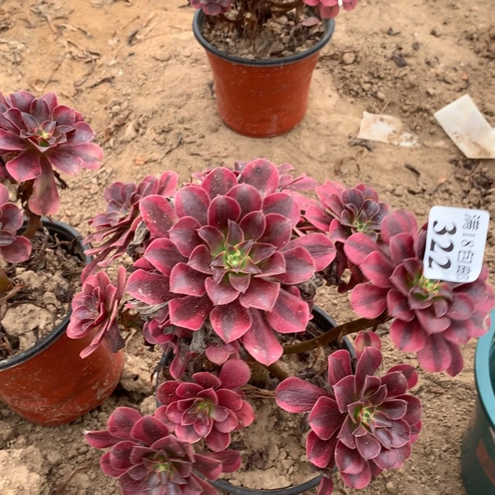 322美杜莎手捧不包断枝4