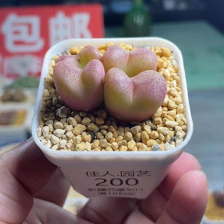 佳人园艺多肉生石花200