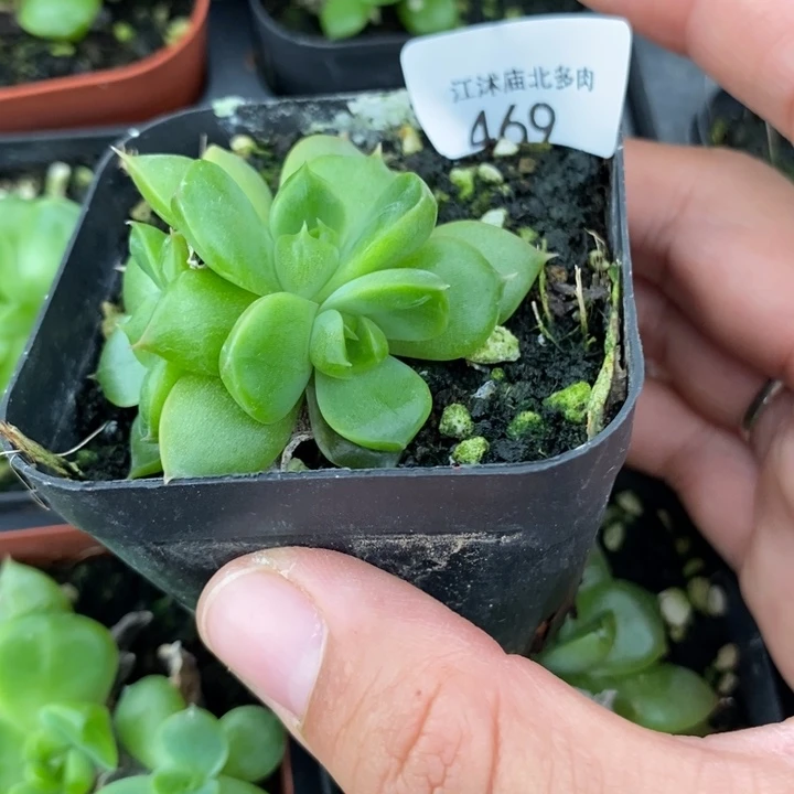 标469皮埃拉珍妮一个多肉