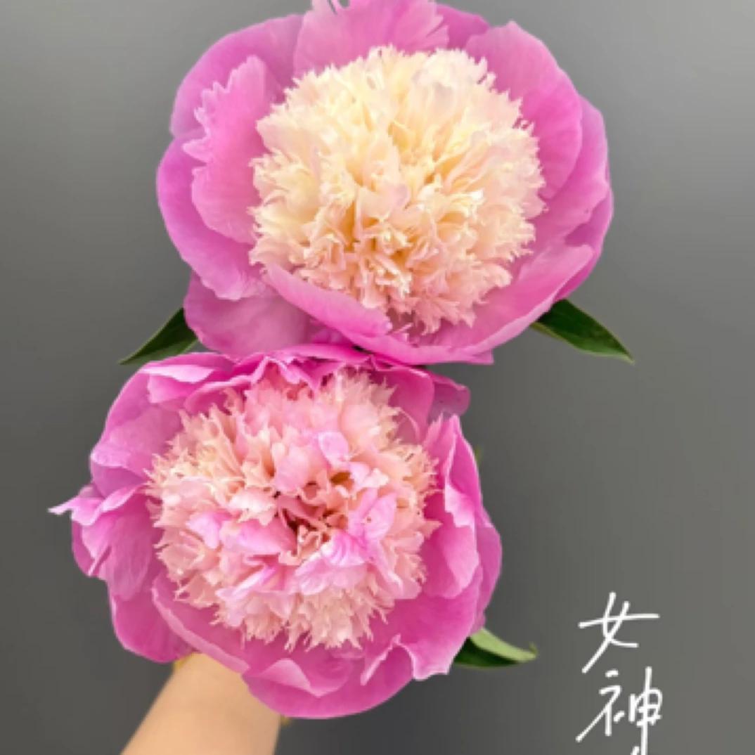 女神节重瓣芍药花种苗鲜花花卉大芍药花芍药鲜花