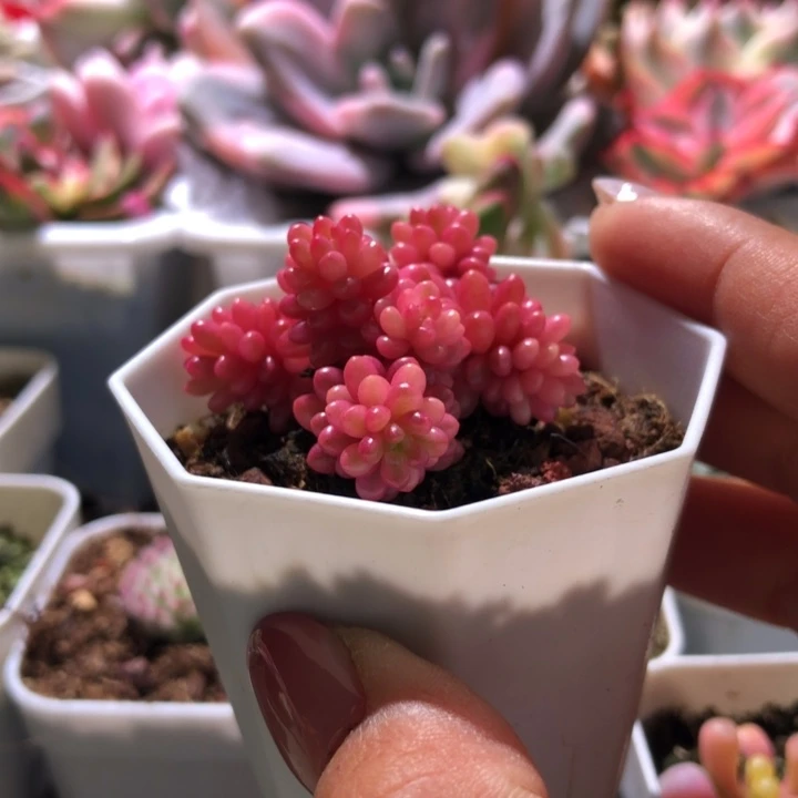 浆果锦母本级别有根