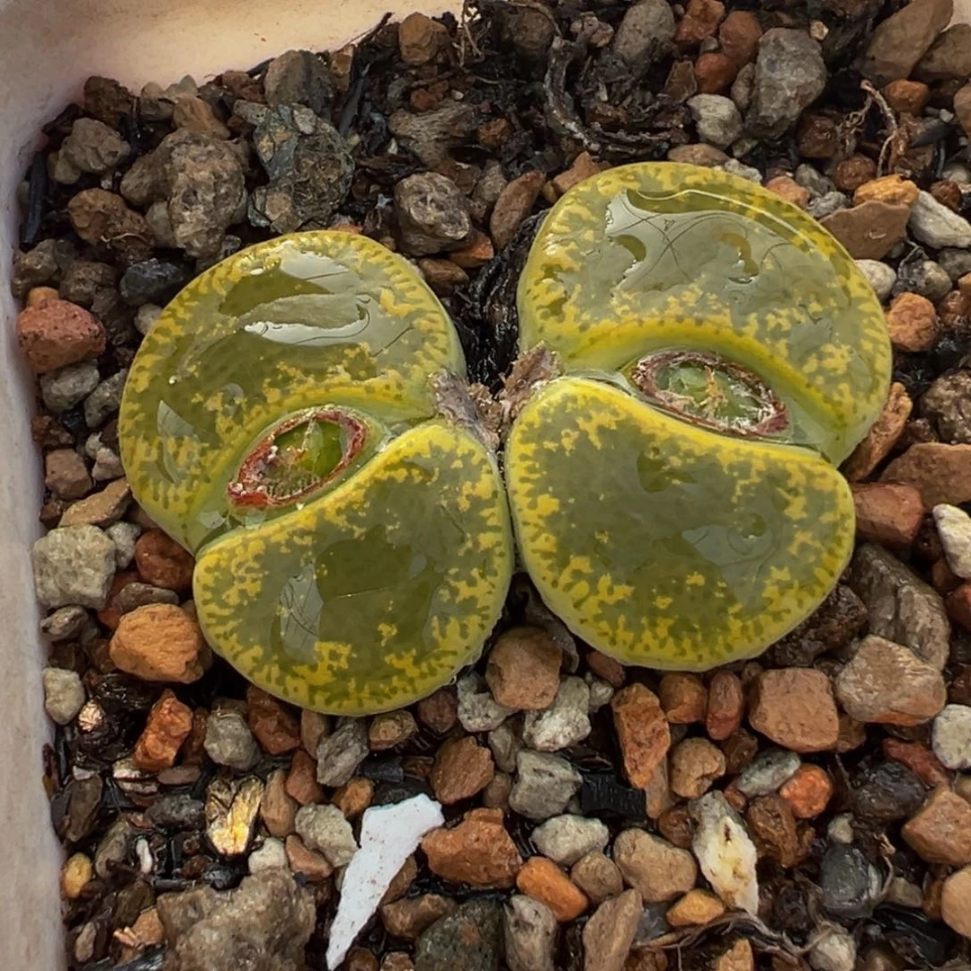 152多肉植物种类多样