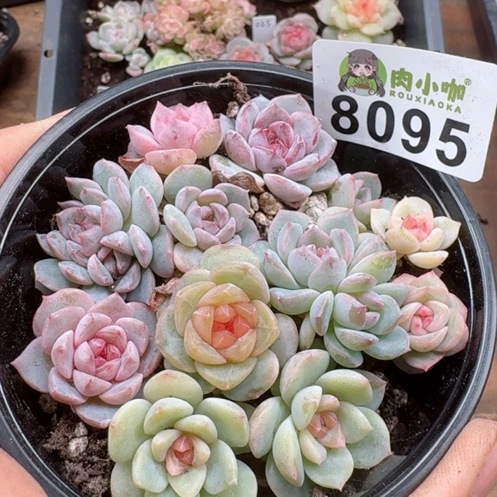 多肉植物多肉植物