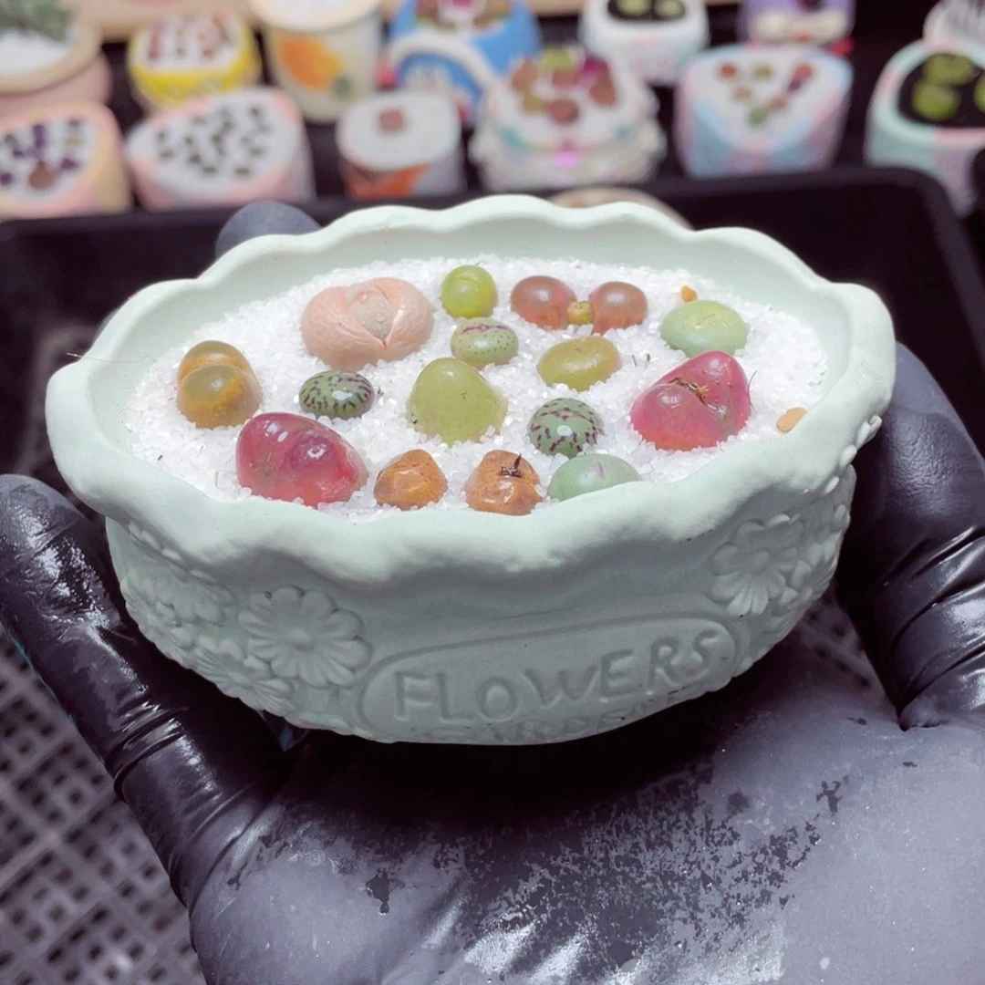 w5592--带盆土发货，零下地区拍保温箱