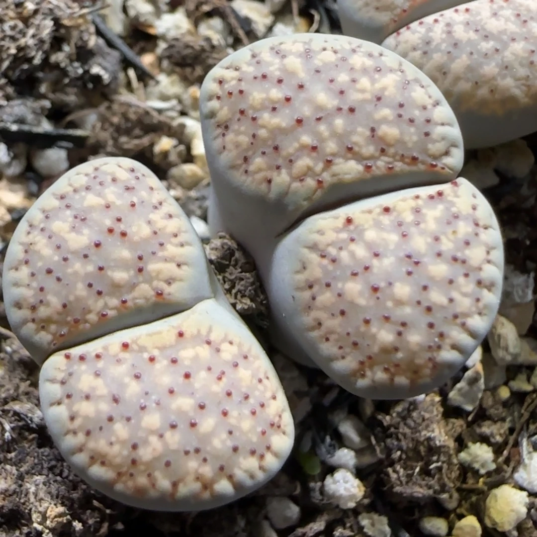 11.24。粉朝贡。 5061