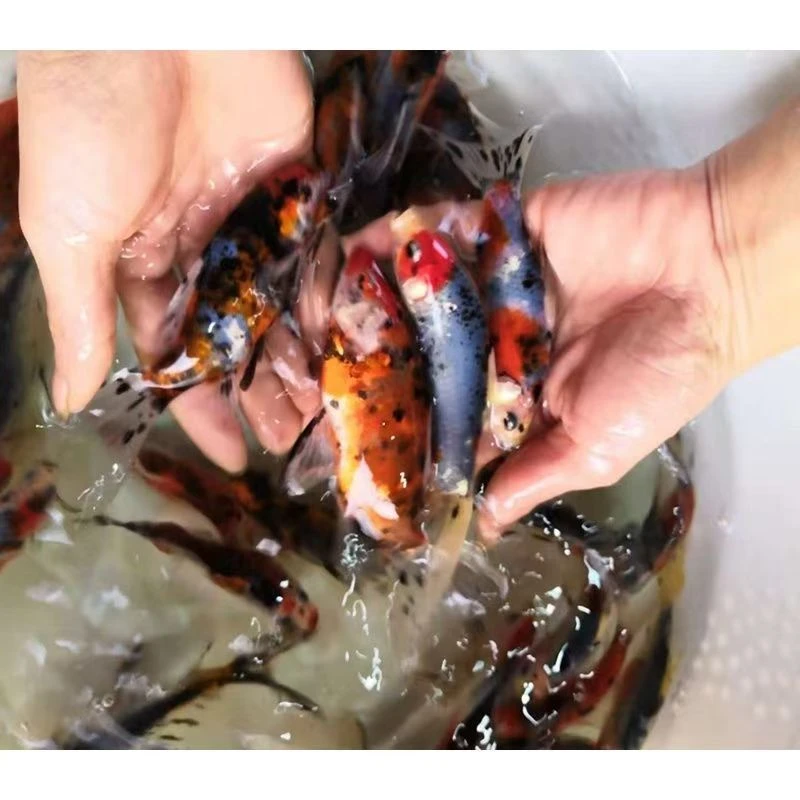 短尾兰花草金鱼黄虎红虎奶牛草金冷水观赏鱼好养耐活（随机花纹）