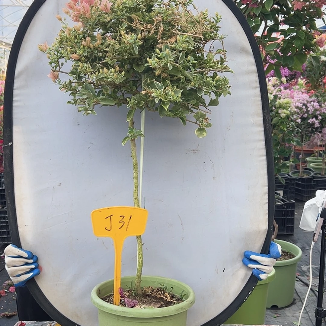 紫***来大部分花苞少量开放J31少女心