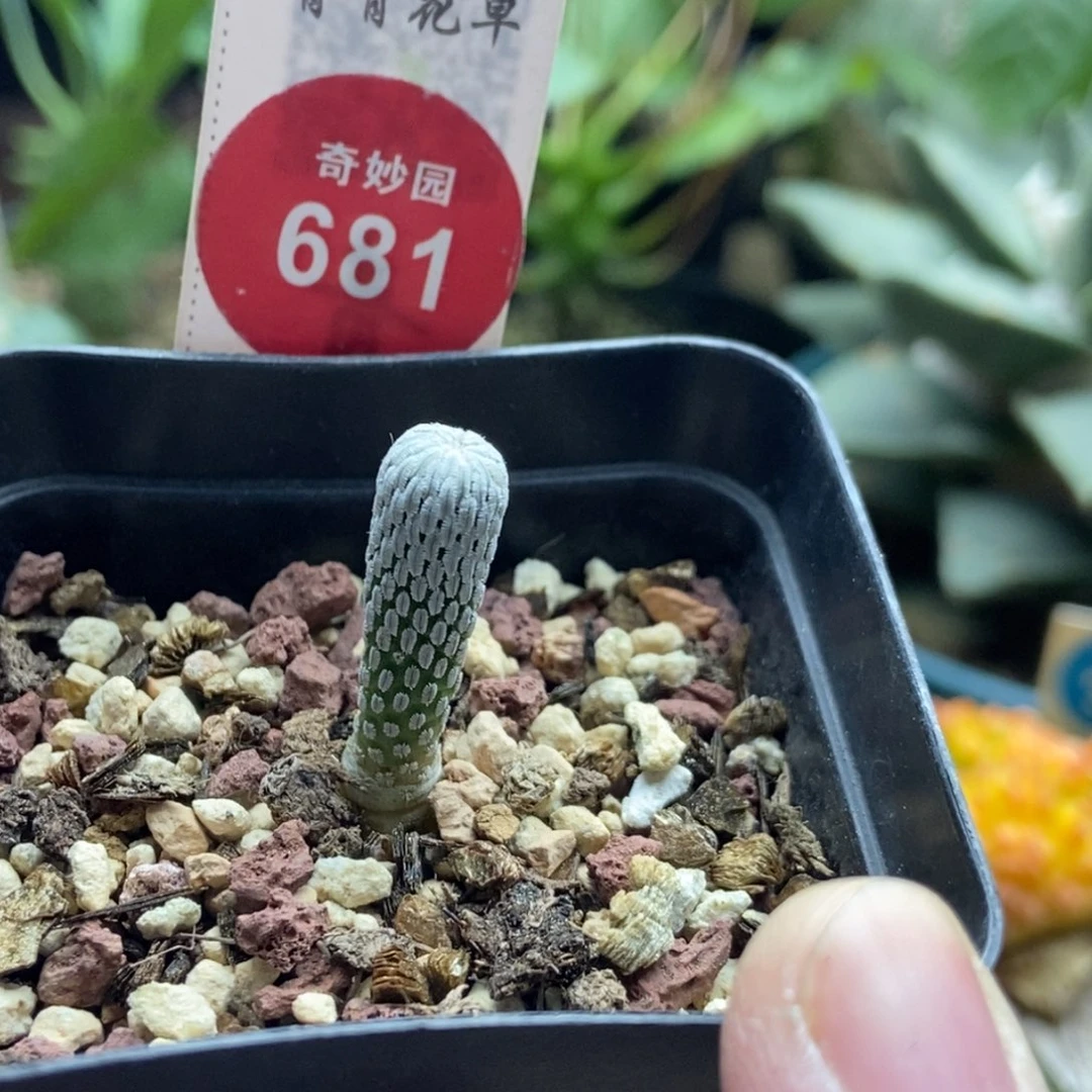 实生精巧丸一颗仙人球
