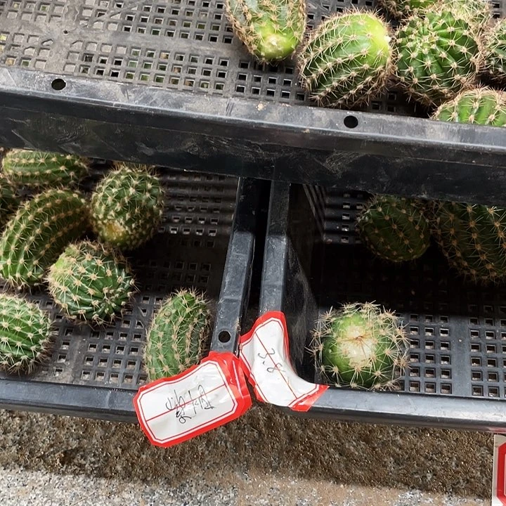 cc145九八紫烟侧芽10个小满18包邮