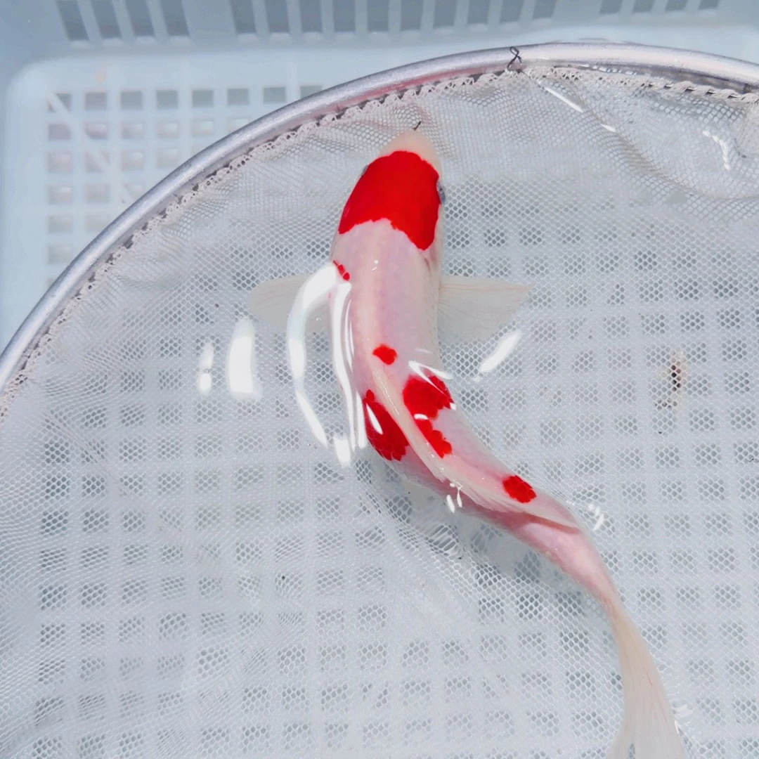 锦鲤血统锦鲤大放漏666