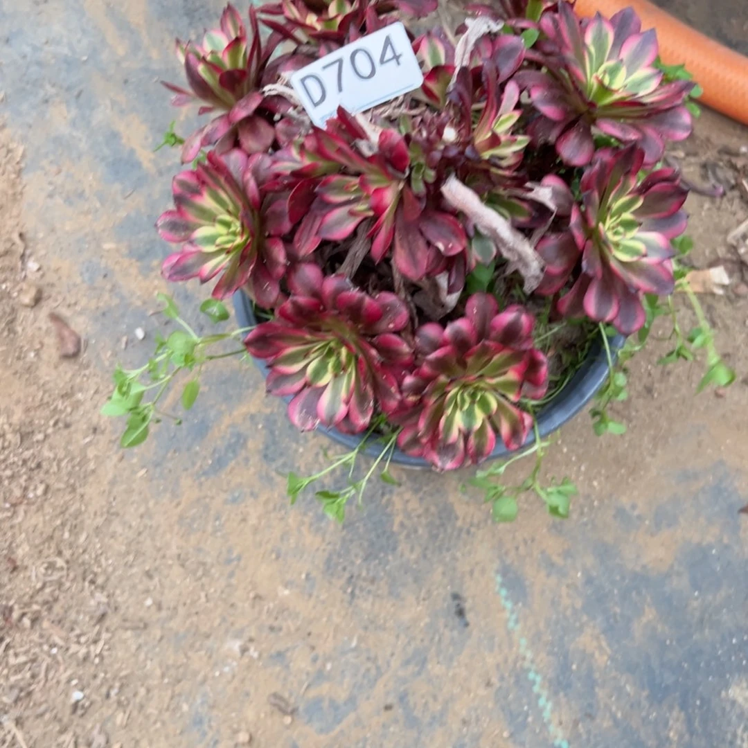 704美姬多肉植物法师