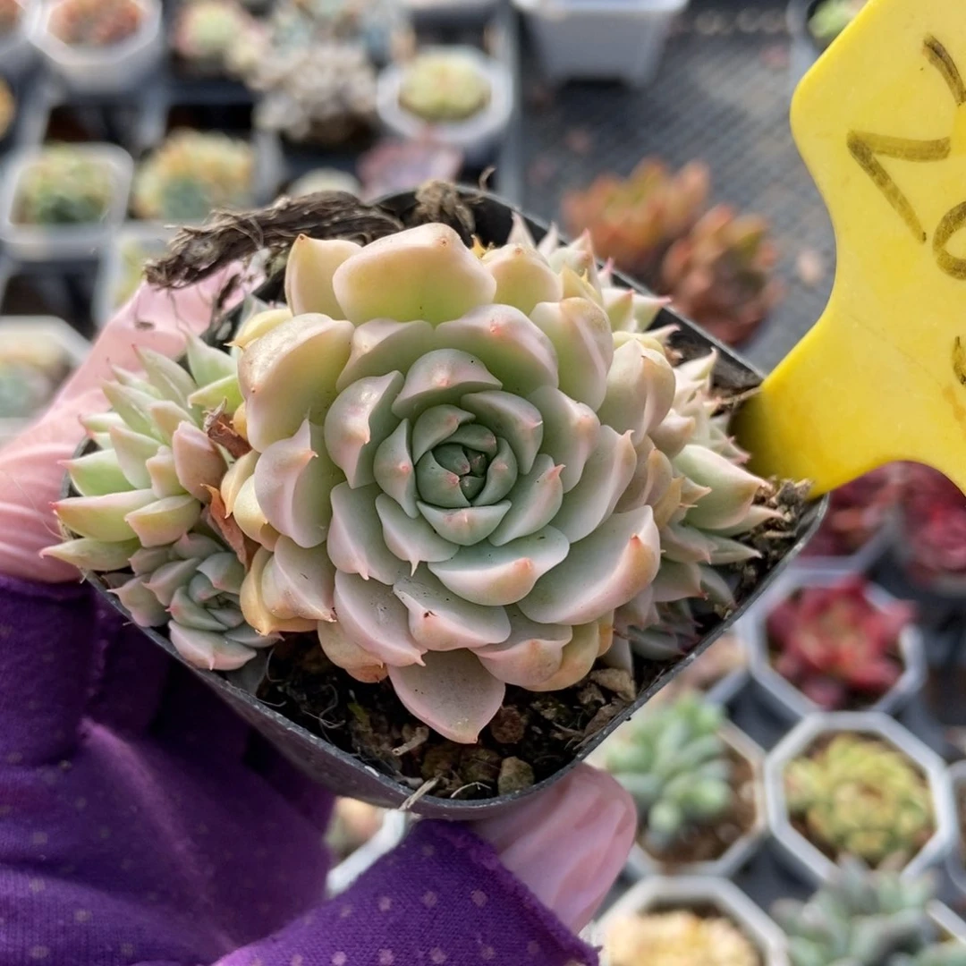 2000玛格丽特锦多肉植物