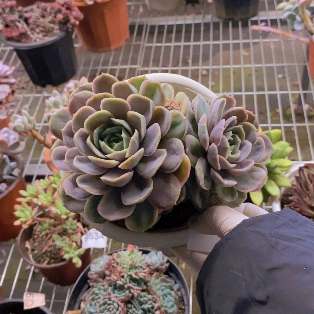 0194蓝色惊喜一物一拍