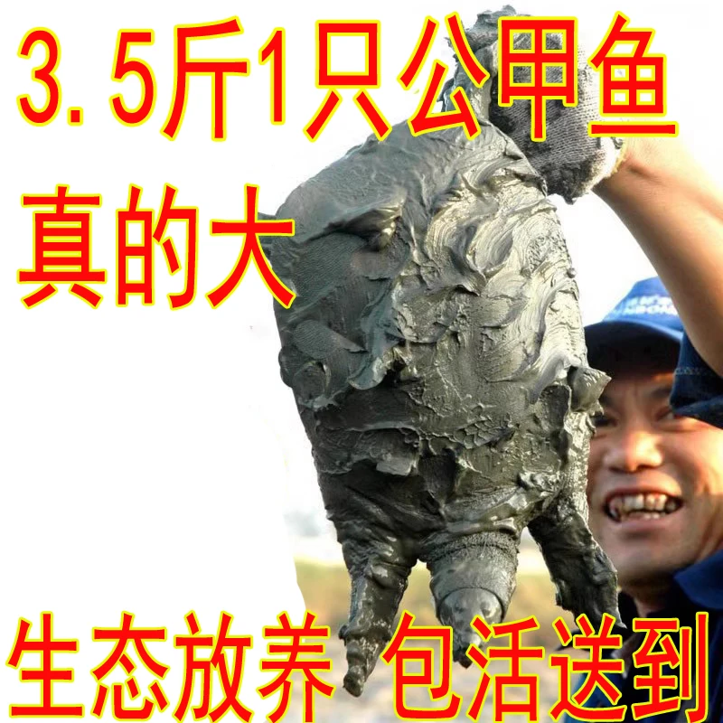 3.5斤1只 青黄背 公雄甲鱼活体鲜活甲鱼直播卖货水鱼 农家散养