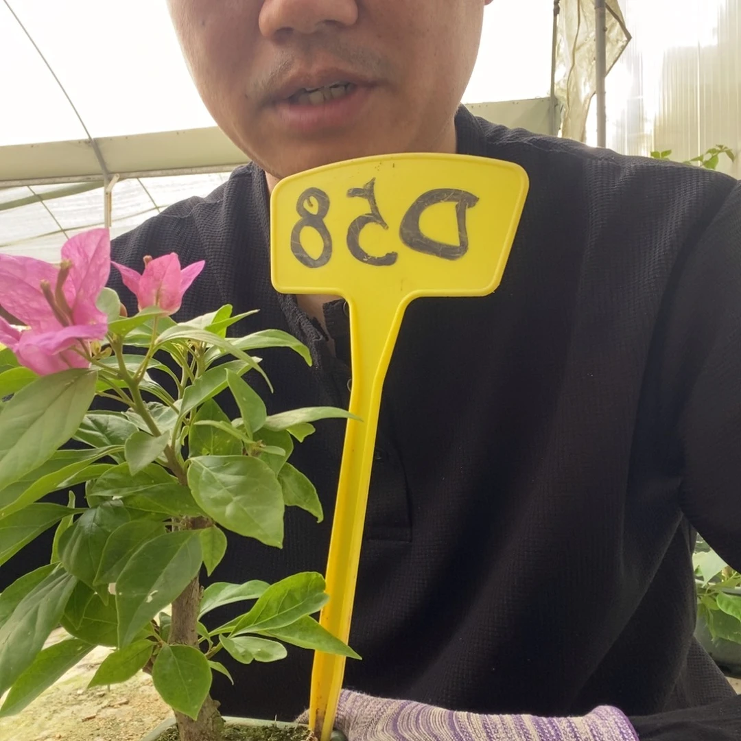 清***风无花朵三角梅红樱D58