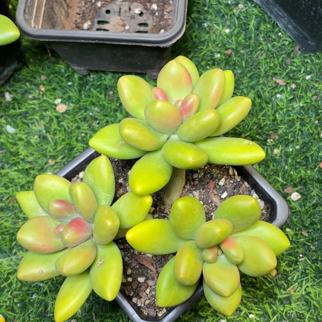 正版芒果奶多肉植物