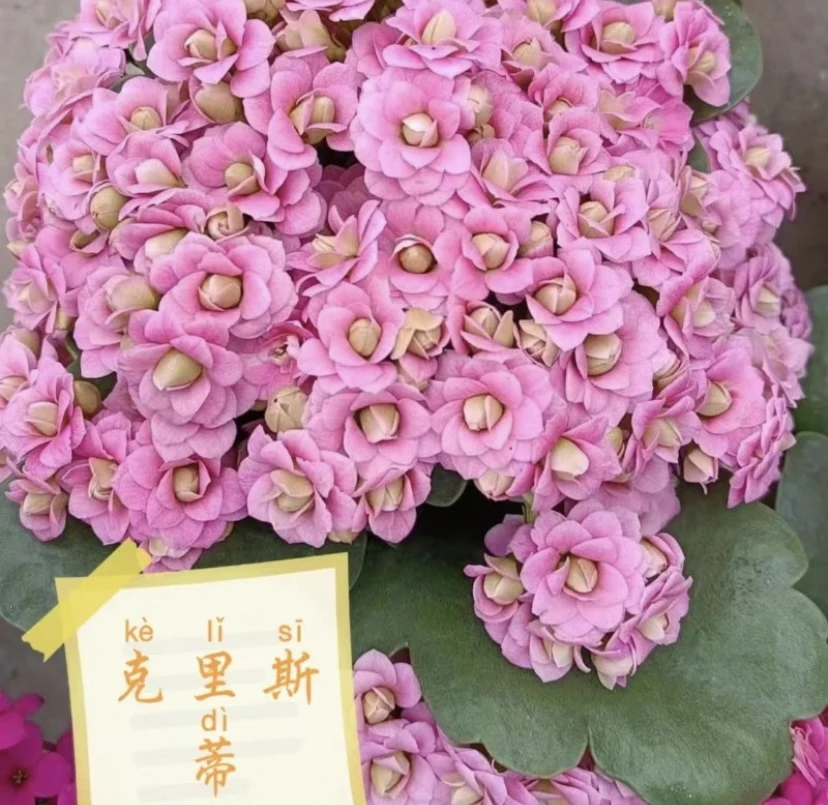 克里斯蒂 长寿花 110盆-【花财花卉】