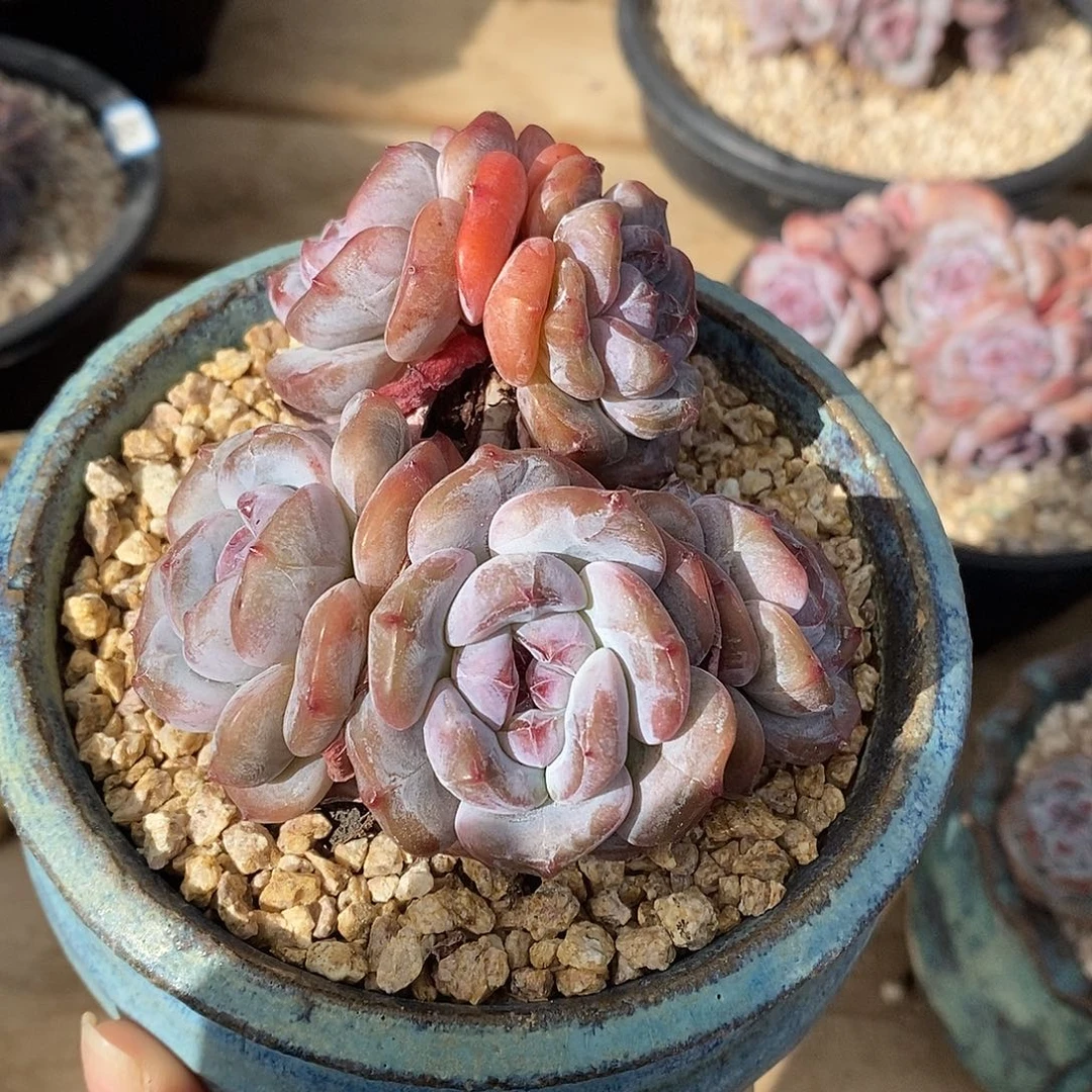 五头短肥圆小包脸