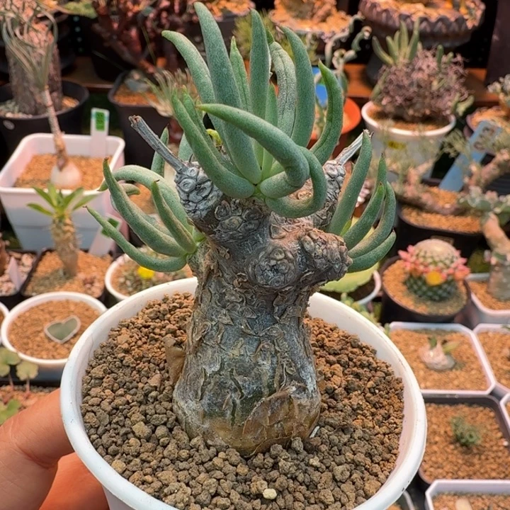 白象奇峰锦015 仙人球