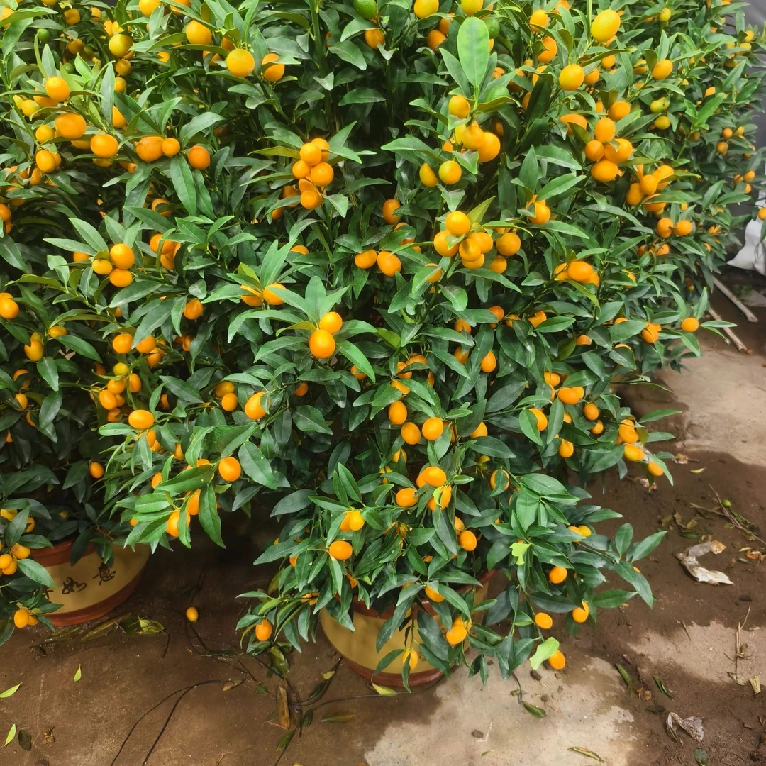 金桔树绿植盆栽绿植，一物一拍一物一选
