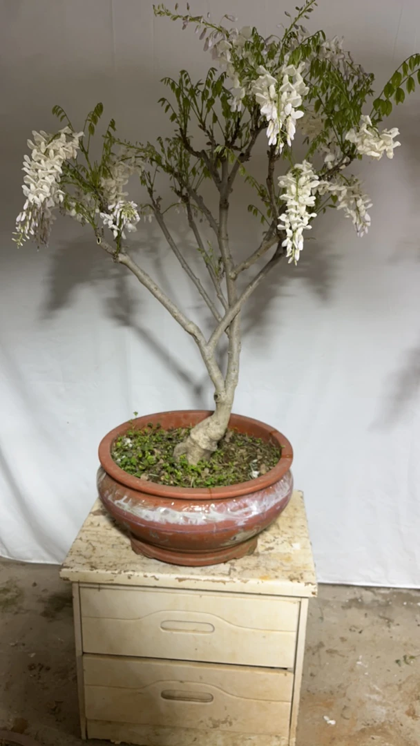 丰花浓香型麝香紫藤花（一物一拍，仅供付米）