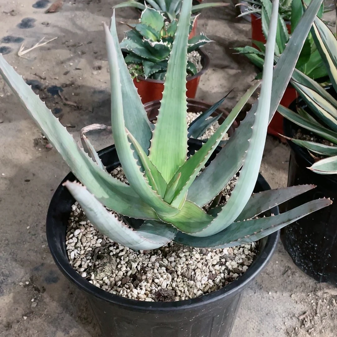 为***力石玉扇芦荟包邮