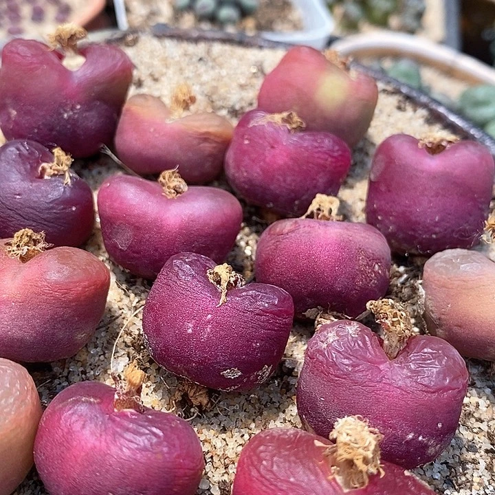 车厘子母本一颗