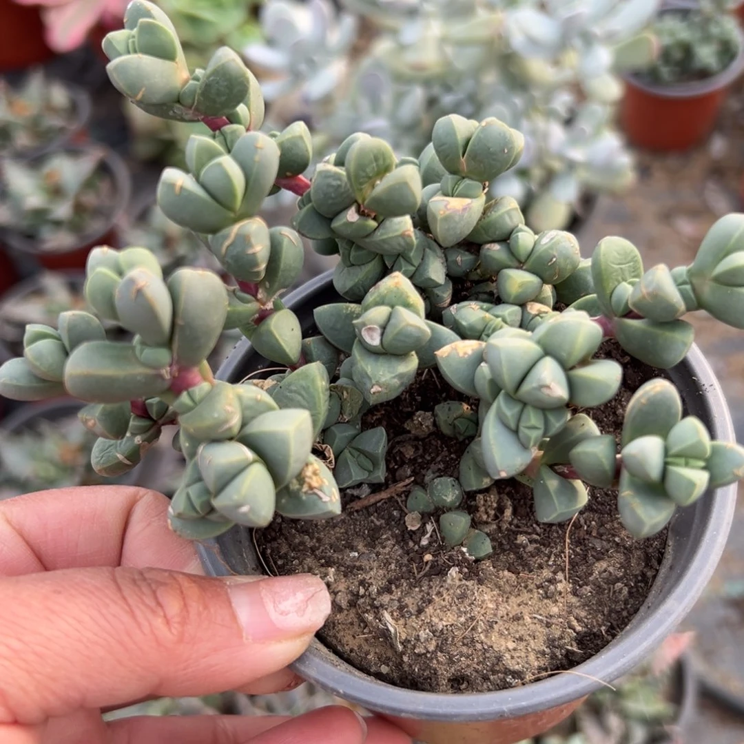 多肉植物多肉植物