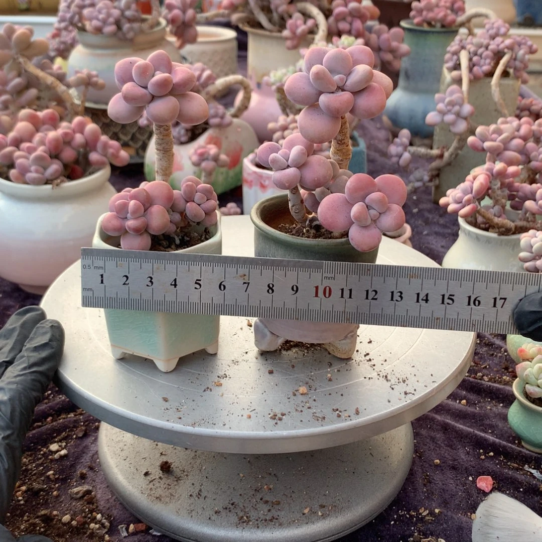 2颗带盆偏远地区不包邮的