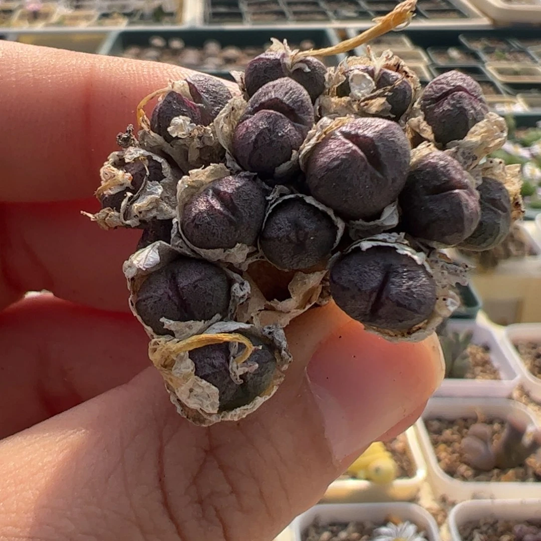 268 好看的多肉冲冲冲