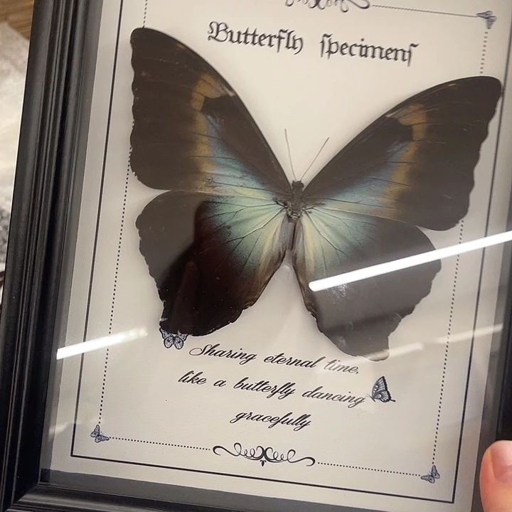 月神闪蝶带框一物一图