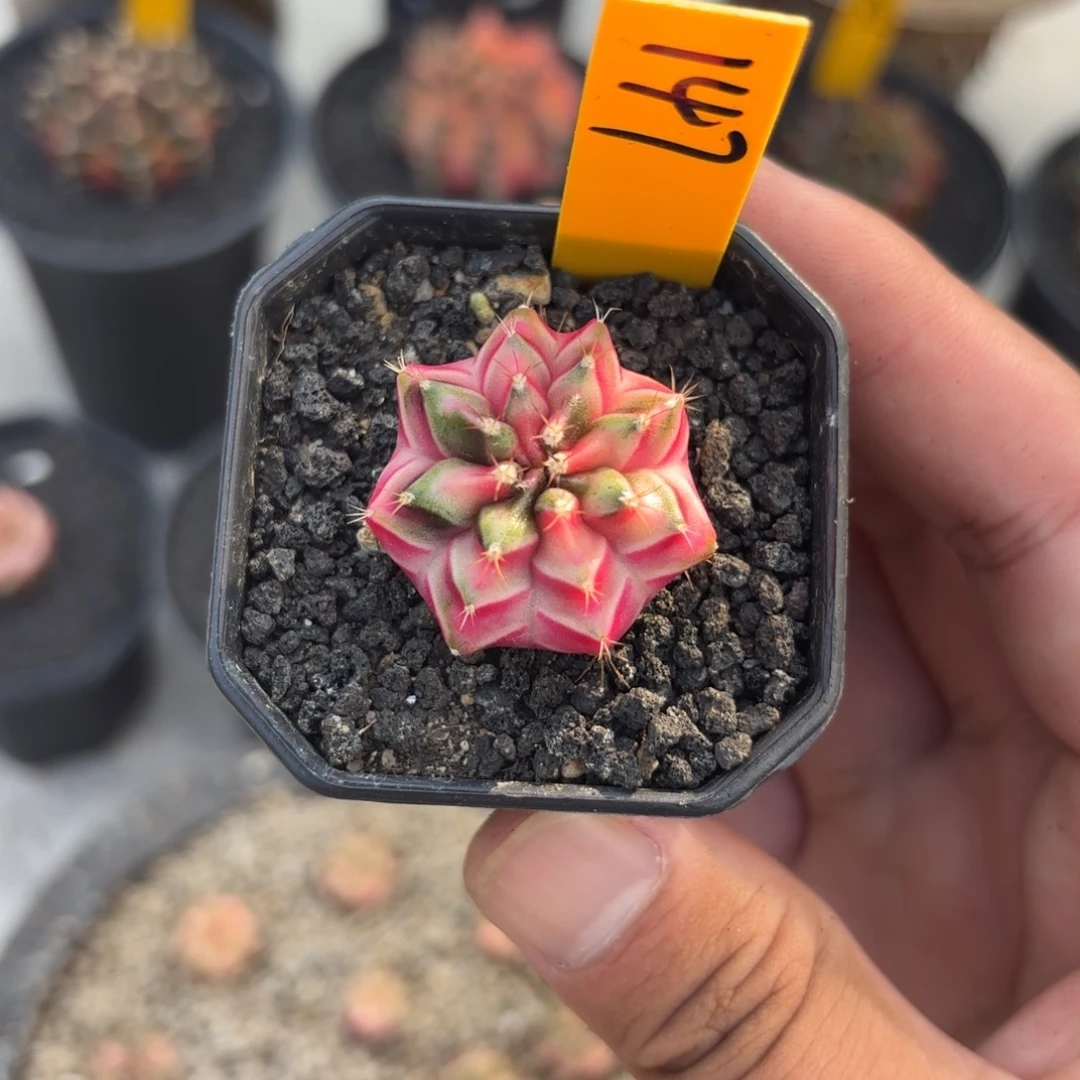 147-1129泰国发货多肉