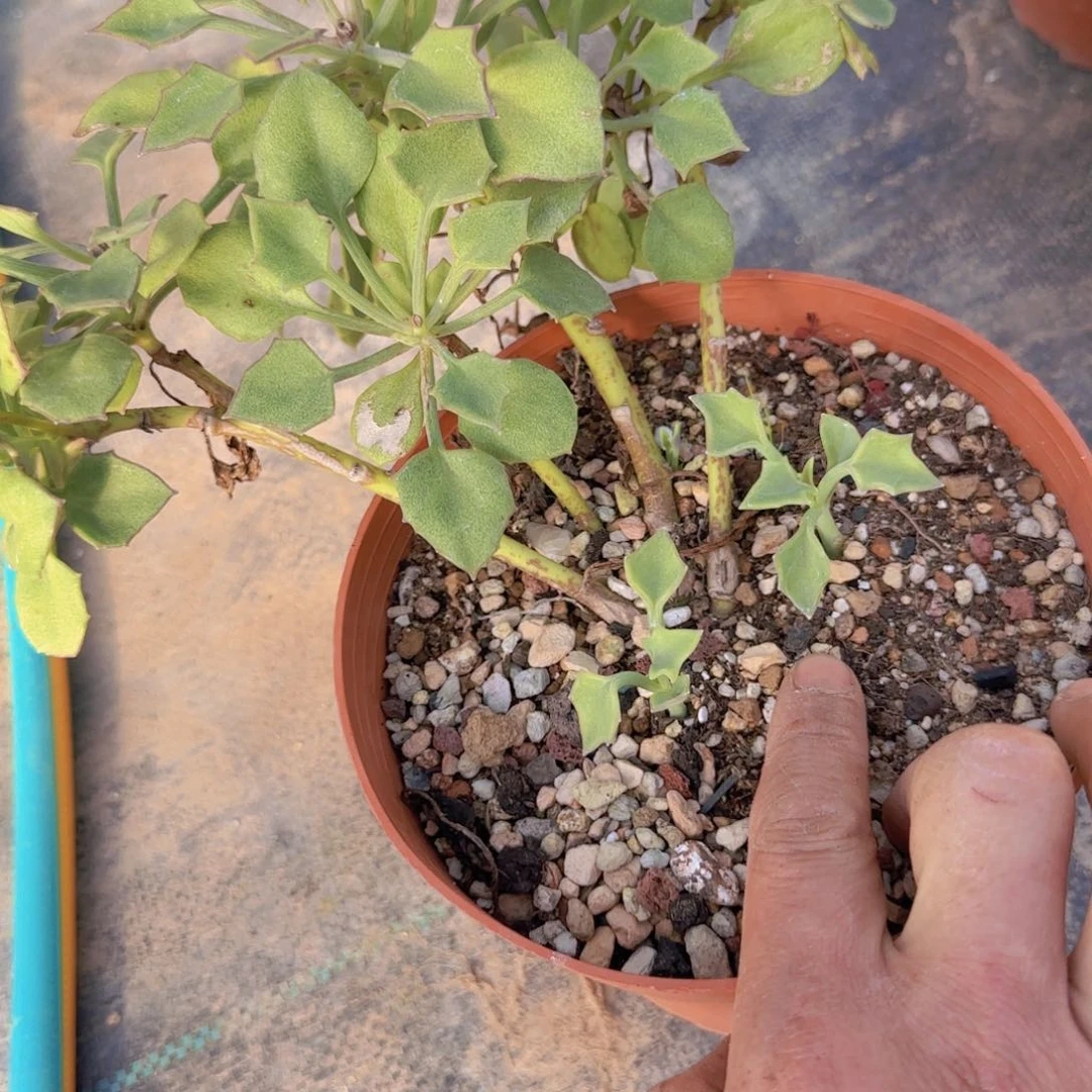 K***n块根植物块根植物