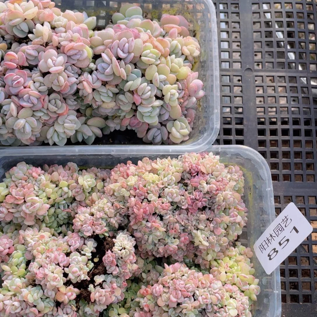 多****富多肉植物多肉植物851