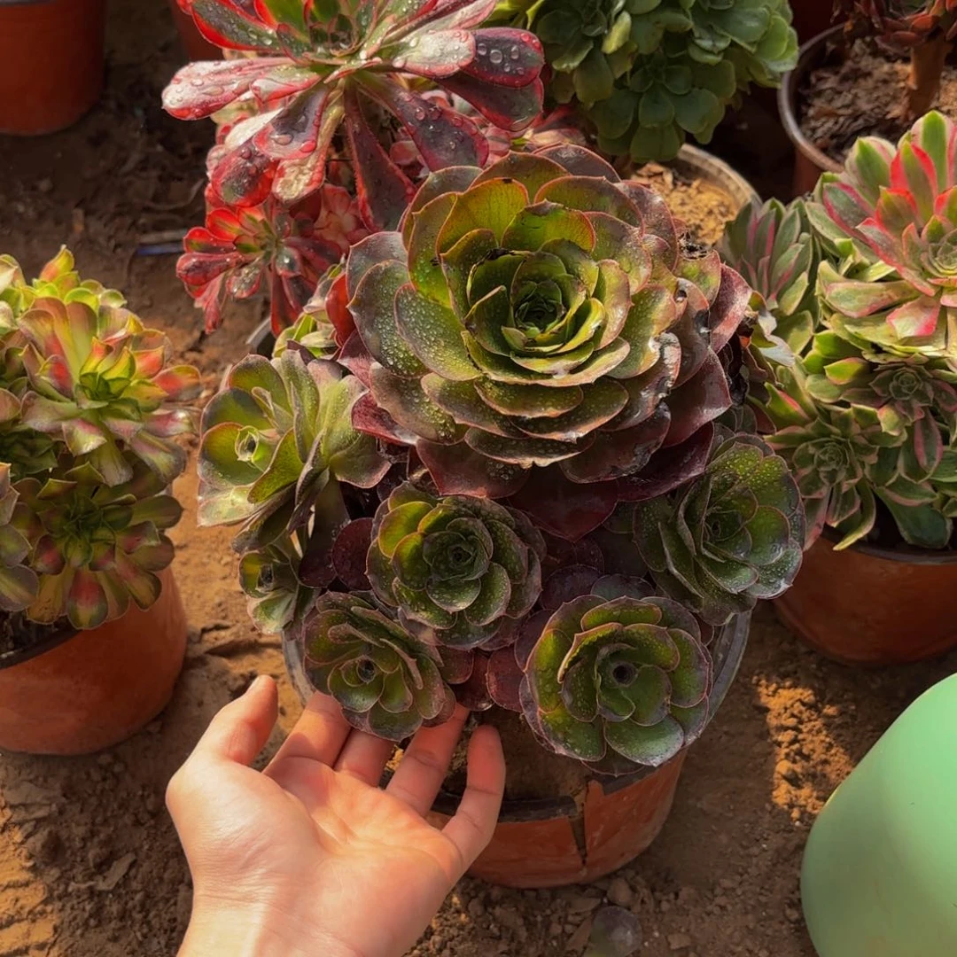 魅金玫瑰9.9多肉植物