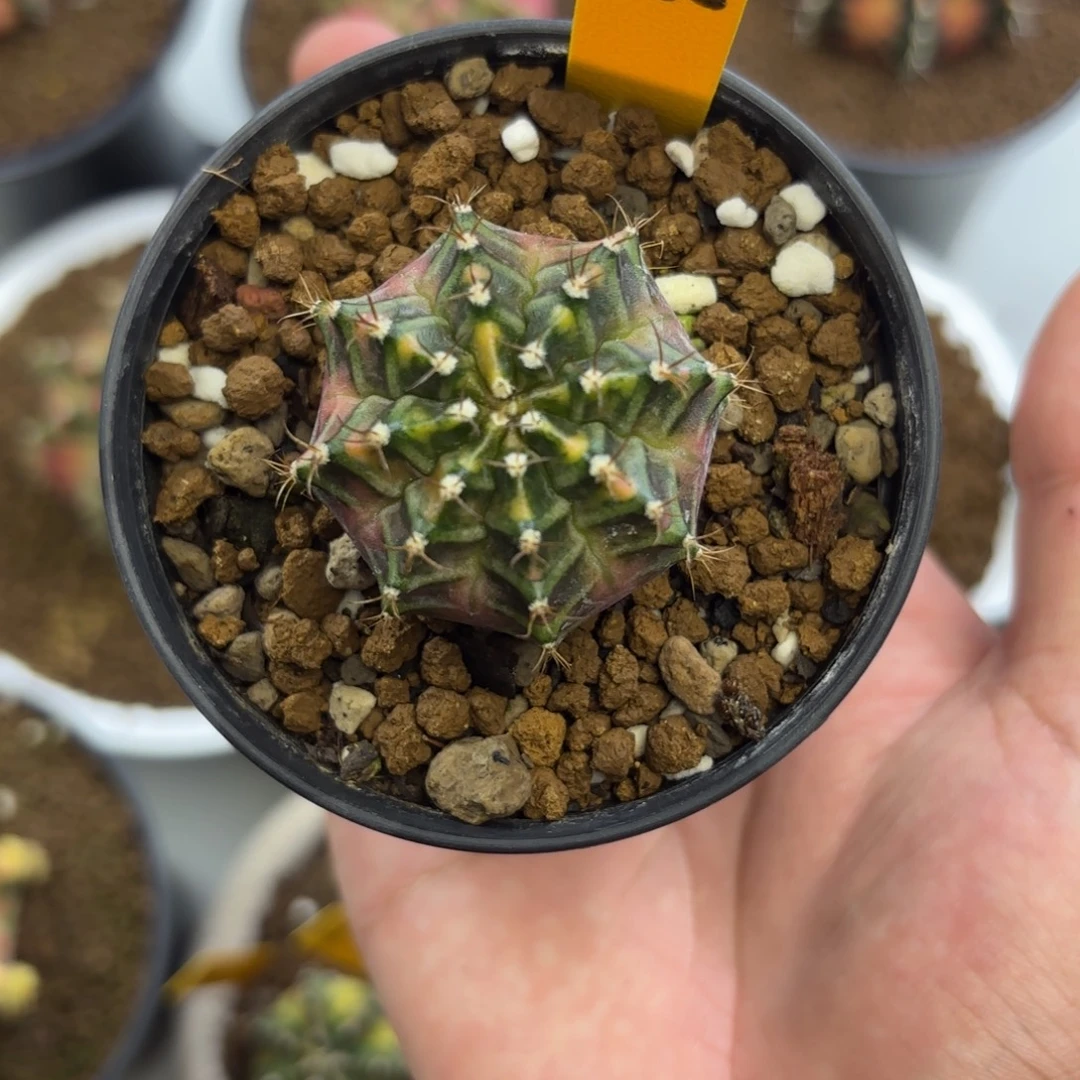 113-1231泰国发货多肉