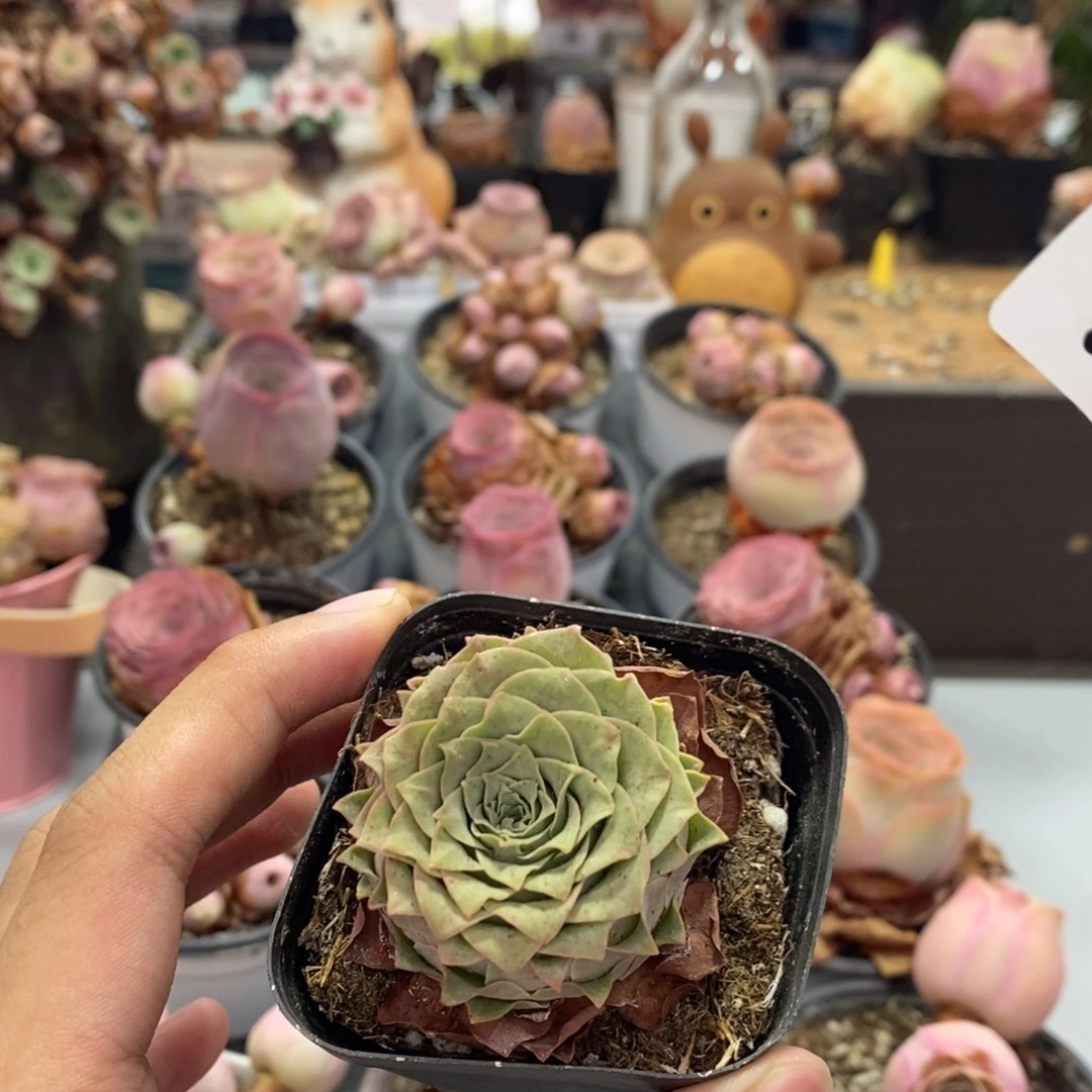 物***啡山地玫瑰000000002