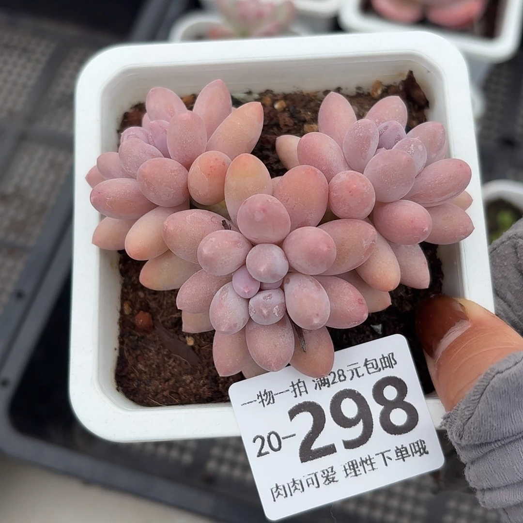 汤圆无盆土无发货