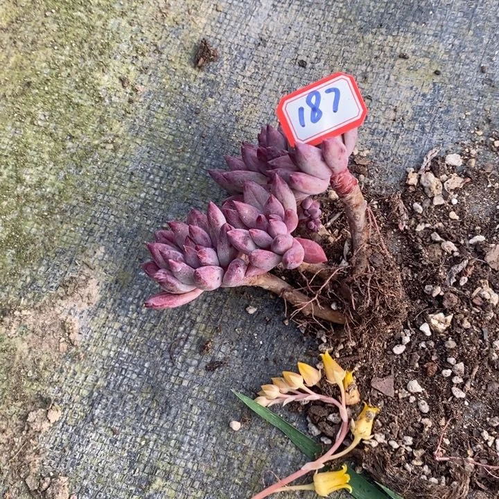 ?****?一物一拍虞美人多肉187